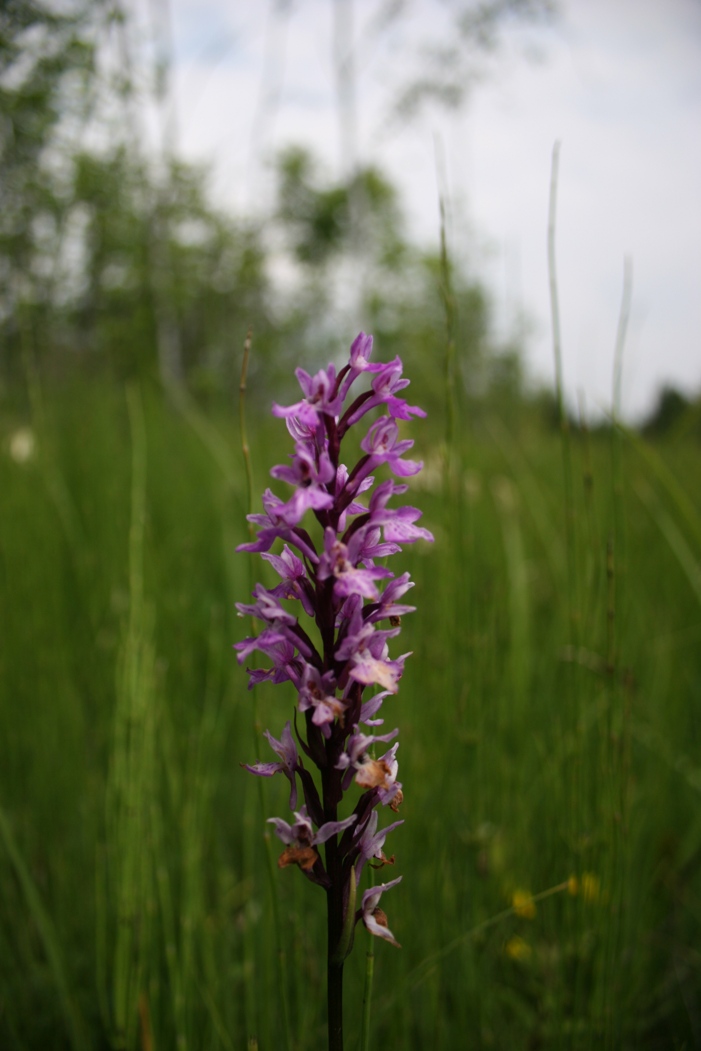 Dactylorhiza maculata